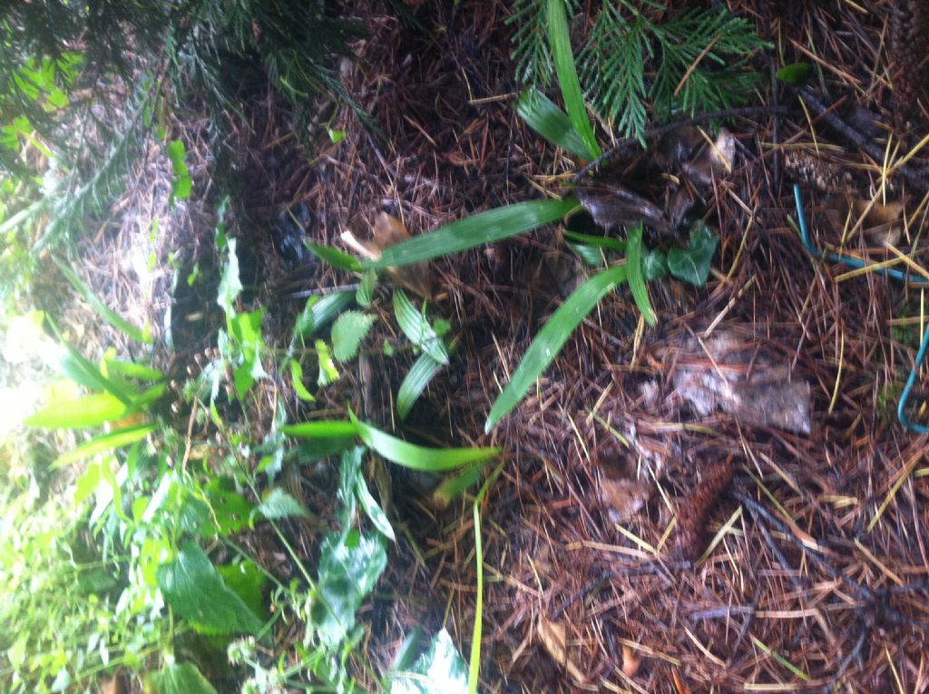 Erba insolita: Trachycarpus fortunei